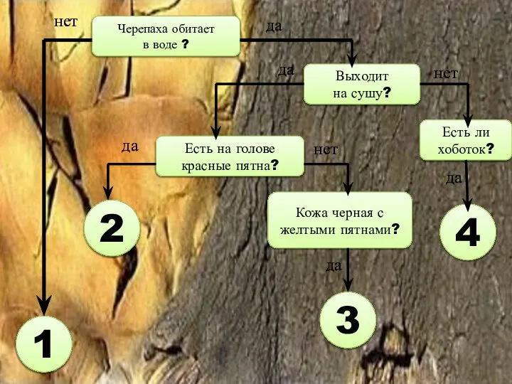 Черепаха обитает в воде ? нет 1 да Выходит на сушу?