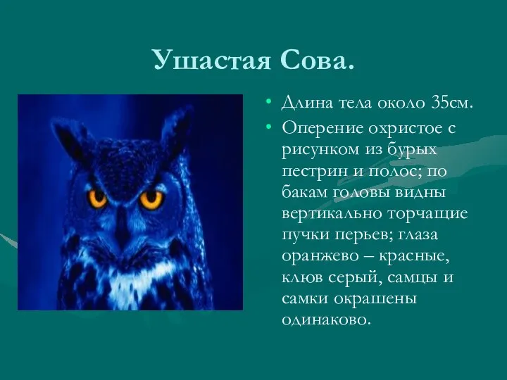 Ушастая Сова. Длина тела около 35см. Оперение охристое с рисунком из