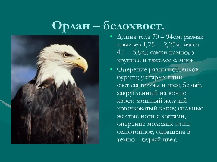 Орлан – белохвост. Длина тела 70 – 94см; размах крыльев 1,75