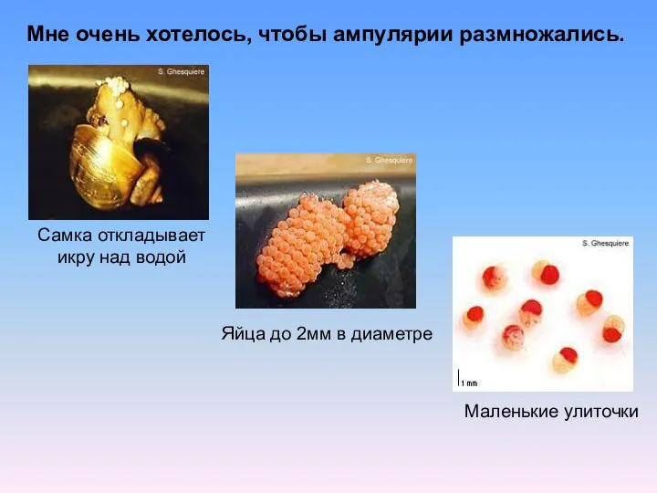 Мне очень хотелось, чтобы ампулярии размножались. Яйца до 2мм в диаметре