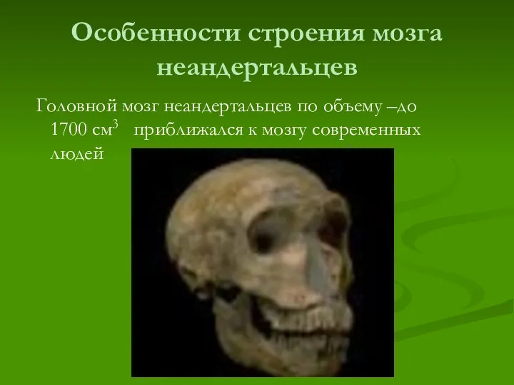 Особенности строения мозга неандертальцев Головной мозг неандертальцев по объему –до 1700