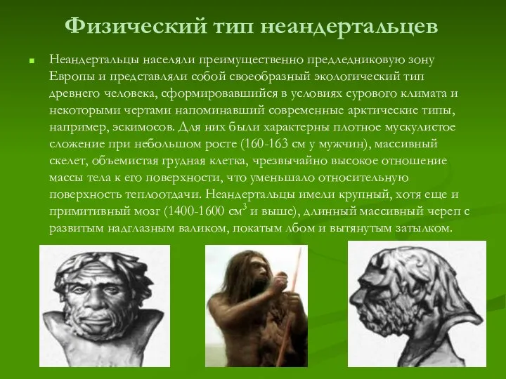 Физический тип неандертальцев Неандертальцы населяли преимущественно предледниковую зону Европы и представляли