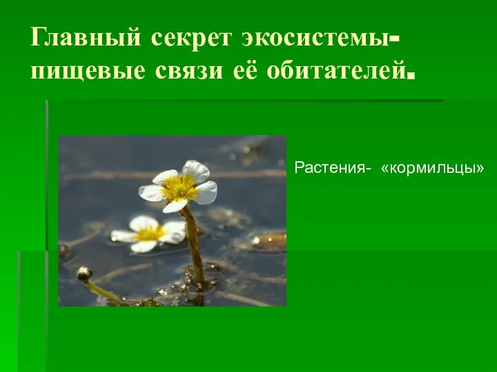 Главный секрет экосистемы- пищевые связи её обитателей. Растения- «кормильцы»