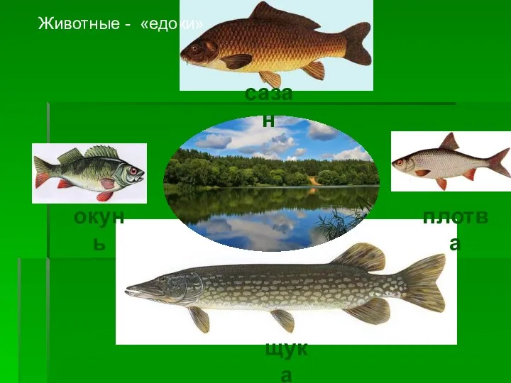 сазан плотва окунь щука Животные - «едоки»