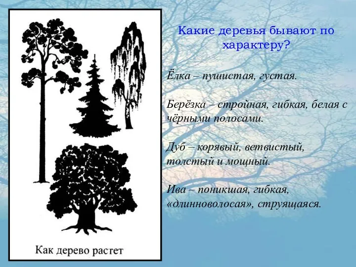 Какие деревья бывают по характеру? Ёлка – пушистая, густая. Берёзка –