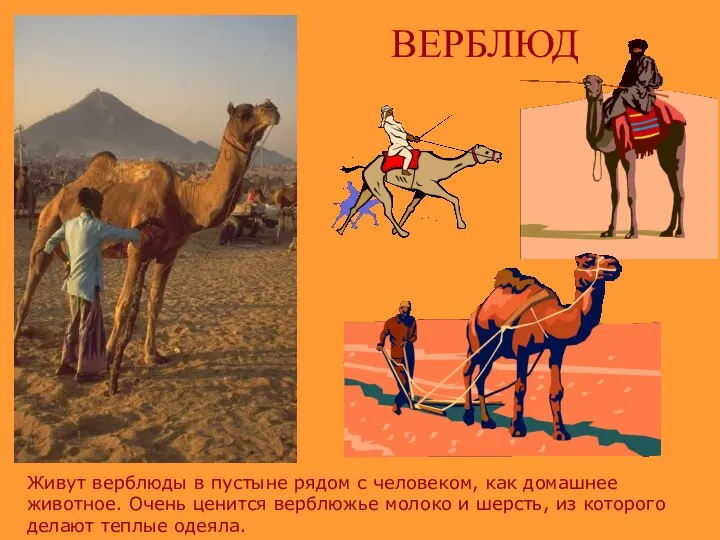 ВЕРБЛЮД Живут верблюды в пустыне рядом с человеком, как домашнее животное.