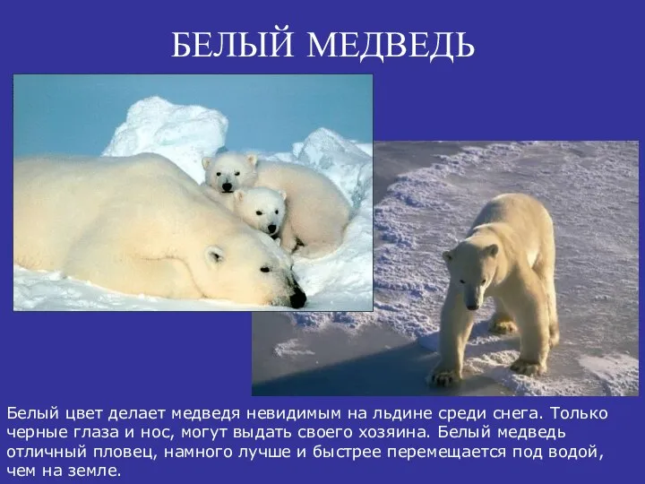 БЕЛЫЙ МЕДВЕДЬ Белый цвет делает медведя невидимым на льдине среди снега.