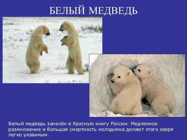 БЕЛЫЙ МЕДВЕДЬ Белый медведь занесён в Красную книгу России. Медленное размножение