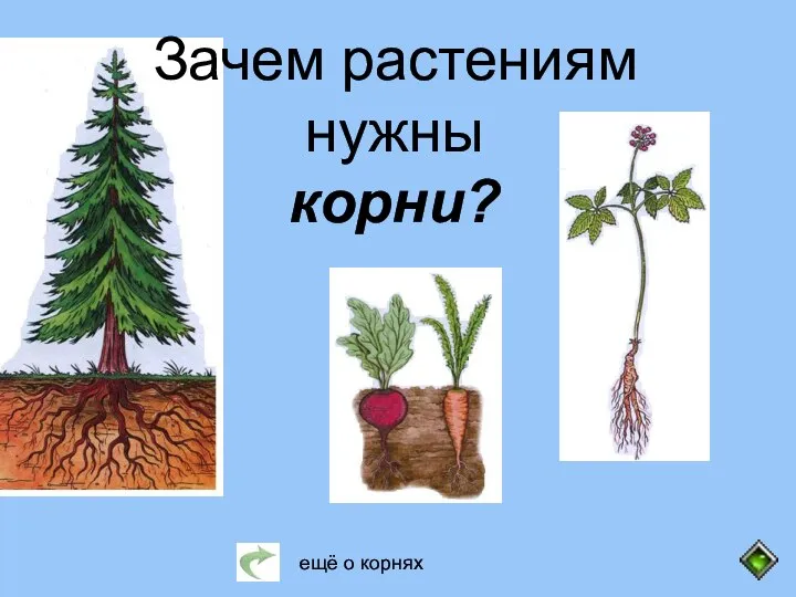 Зачем растениям нужны корни? ещё о корнях
