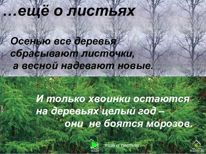 Осенью все деревья сбрасывают листочки, а весной надевают новые. И только