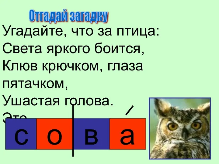 Угадайте, что за птица: Света яркого боится, Клюв крючком, глаза пятачком,