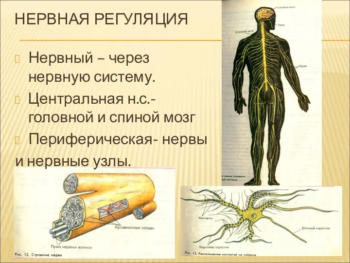 НЕРВНАЯ РЕГУЛЯЦИЯ Нервный – через нервную систему. Центральная н.с.-головной и спиной