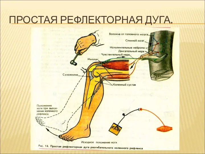 ПРОСТАЯ РЕФЛЕКТОРНАЯ ДУГА.