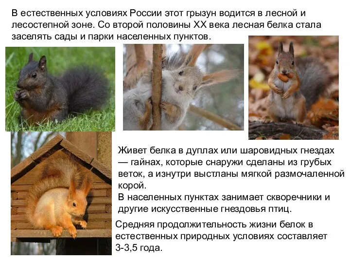 В естественных условиях России этот грызун водится в лесной и лесостепной