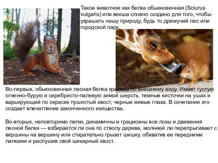 Такое животное как белка обыкновенная (Sciurus vulgaris) или векша словно создано