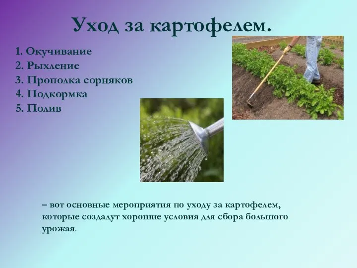 Уход за картофелем. 1. Окучивание 2. Рыхление 3. Прополка сорняков 4.