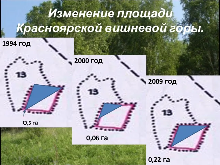 Изменение площади Красноярской вишневой горы. 1994 год 2000 год 2009 год