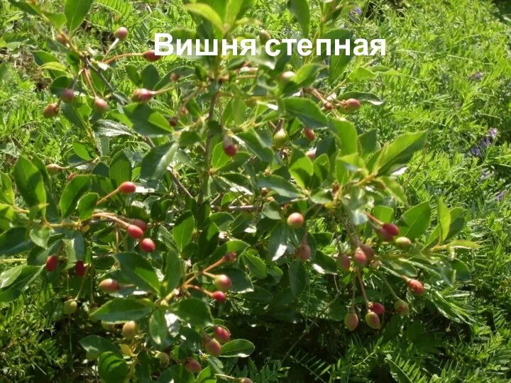 Вишня степная