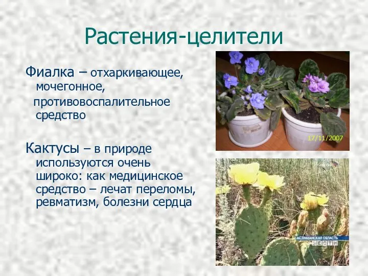 Растения-целители Фиалка – отхаркивающее, мочегонное, противовоспалительное средство Кактусы – в природе
