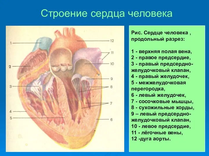 Строение сердца человека Рис. Сердце человека , продольный разрез: 1 -