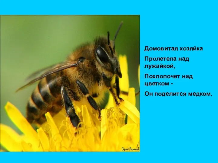 Домовитая хозяйка Пролетела над лужайкой, Похлопочет над цветком - Он поделится медком.