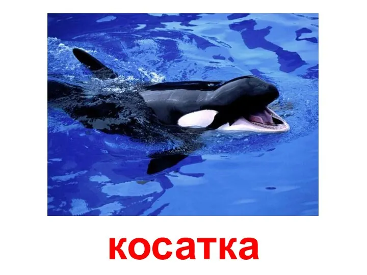 косатка