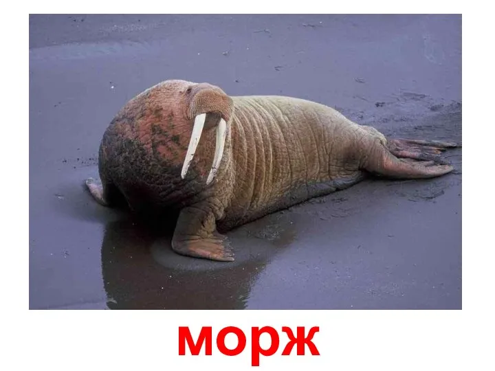 морж