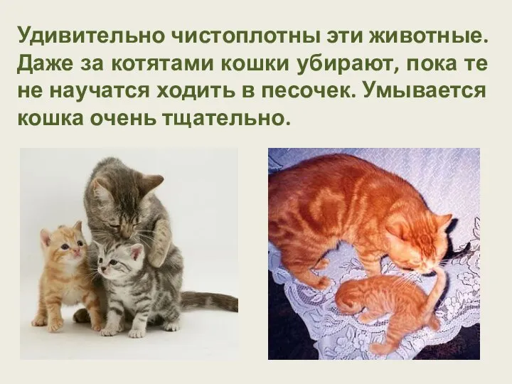 Удивительно чистоплотны эти животные. Даже за котятами кошки убирают, пока те