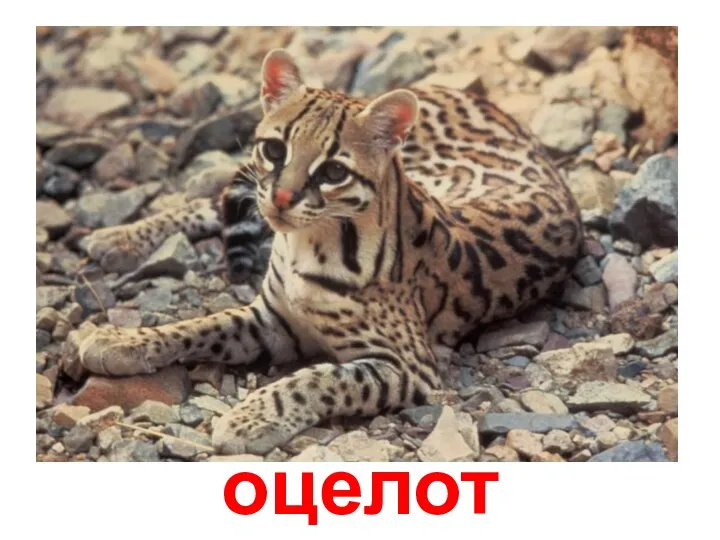 оцелот