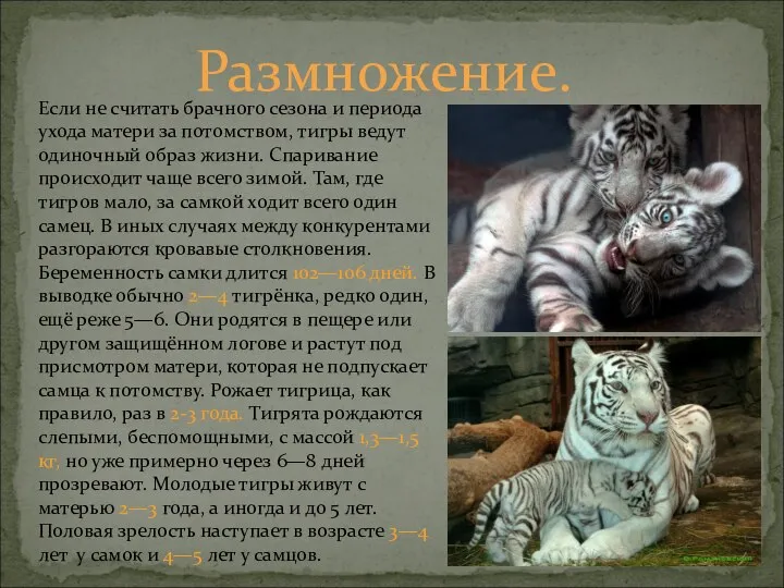 Если не считать брачного сезона и периода ухода матери за потомством,