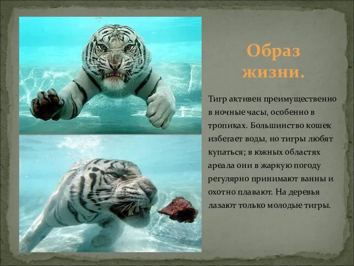 Тигр активен преимущественно в ночные часы, особенно в тропиках. Большинство кошек