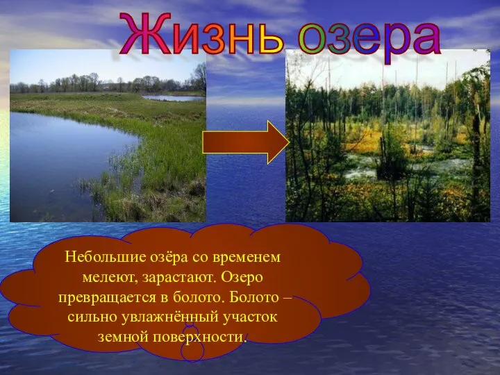 Жизнь озера Небольшие озёра со временем мелеют, зарастают. Озеро превращается в