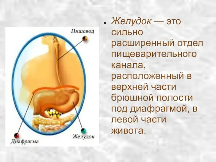 Желудок — это сильно расширенный отдел пищеварительного канала, расположенный в верхней