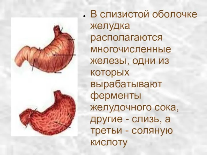 В слизистой оболочке желудка располагаются многочисленные железы, одни из которых вырабатывают
