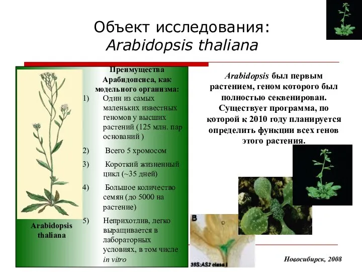 Объект исследования: Arabidopsis thaliana Arabidopsis был первым растением, геном которого был