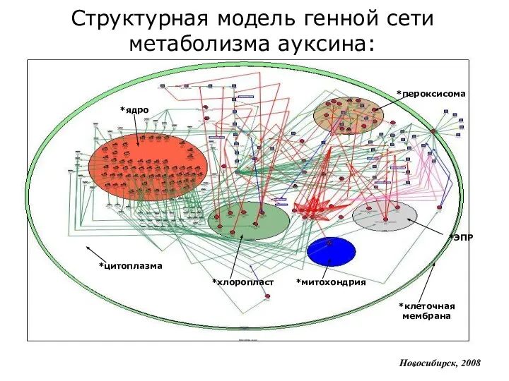 *цитоплазма *ядро *клеточная мембрана *пероксисома *ЭПР *хлоропласт *митохондрия Новосибирск, 2008 Структурная модель генной сети метаболизма ауксина: