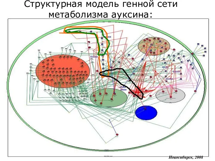 Новосибирск, 2008 Структурная модель генной сети метаболизма ауксина: