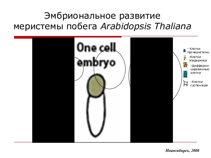 Эмбриональное развитие меристемы побега Arabidopsis Thaliana Область моделирования Новосибирск, 2008