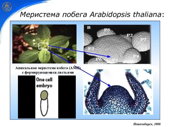 Меристема побега Arabidopsis thaliana: Новосибирск, 2008 Апикальная меристема побега (АМП) с формирующимися листьями