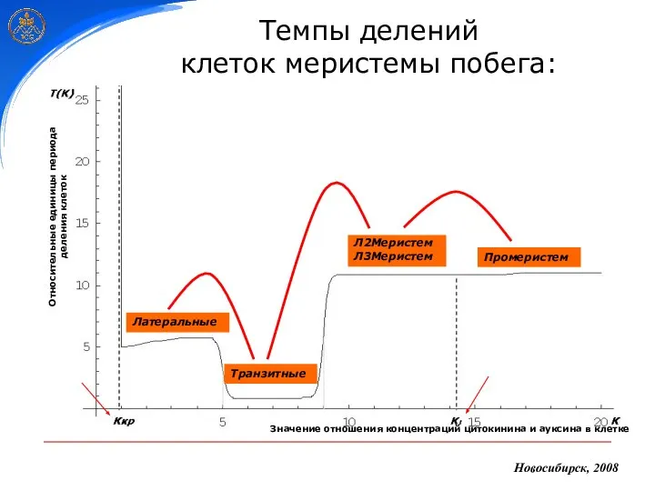 Новосибирск, 2008 Темпы делений клеток меристемы побега: Промеристем Л2Меристем Л3Меристем Транзитные Латеральные