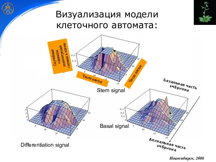 Stem signal Differentiation signal Basal signal Визуализация модели клеточного автомата: Новосибирск, 2008