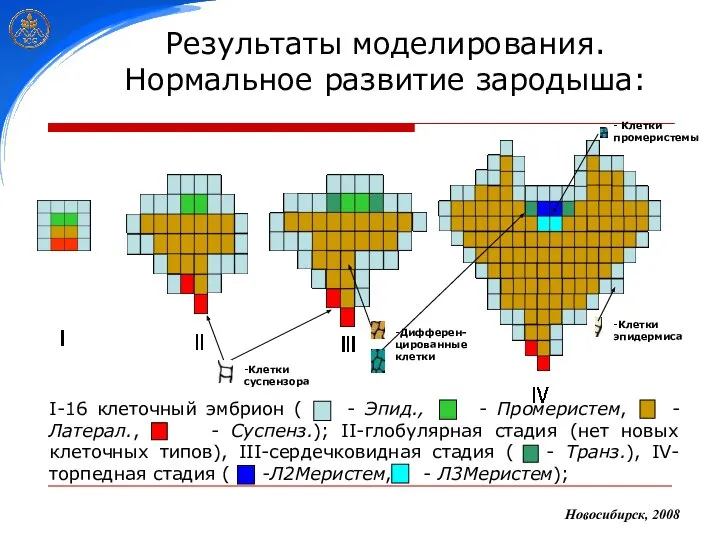 Результаты моделирования. Нормальное развитие зародыша: Новосибирск, 2008