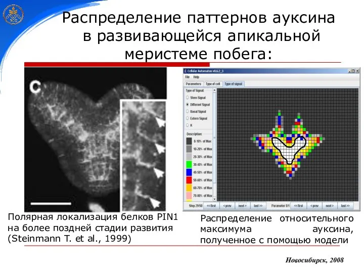 Распределение паттернов ауксина в развивающейся апикальной меристеме побега: Полярная локализация белков