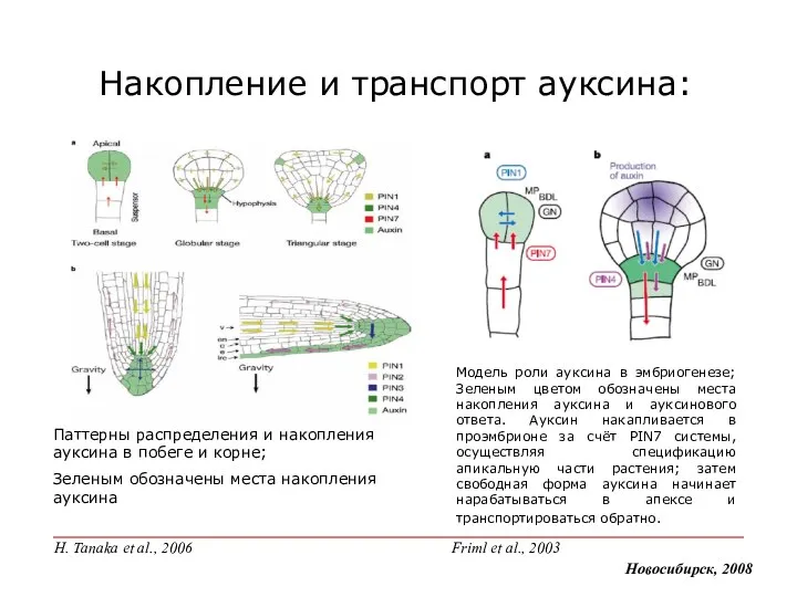 Модель роли ауксина в эмбриогенезе; Зеленым цветом обозначены места накопления ауксина