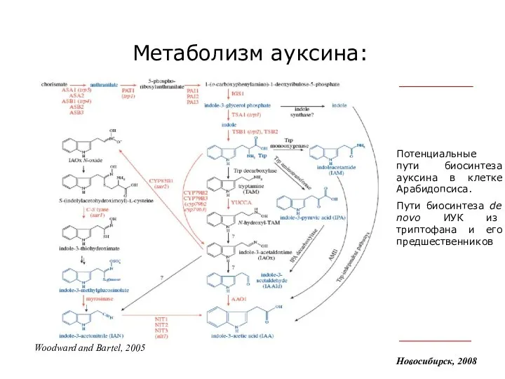 Метаболизм ауксина: Новосибирск, 2008 Woodward and Bartel, 2005 Потенциальные пути биосинтеза