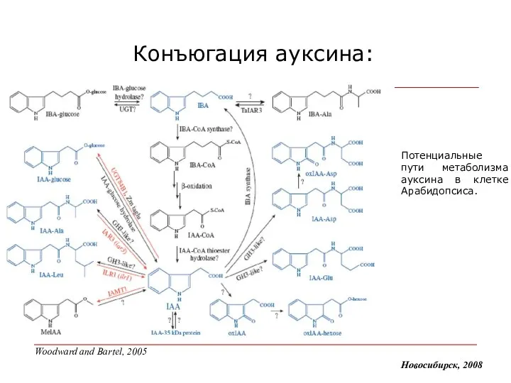 Конъюгация ауксина: Новосибирск, 2008 Потенциальные пути метаболизма ауксина в клетке Арабидопсиса. Woodward and Bartel, 2005