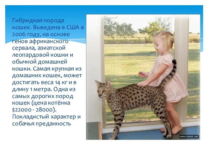 Гибридная порода кошек. Выведена в США в 2006 году, на основе