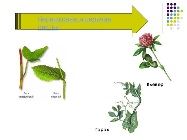 Черешковые и сидячие листья Клевер Горох