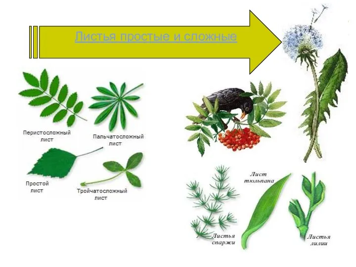 Листья простые и сложные