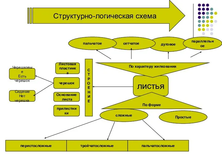 Структурно-логическая схема листья дуговое Простые По форме параллельное сложные перистосложные пальчатосложные